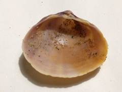 Mactra stultorum