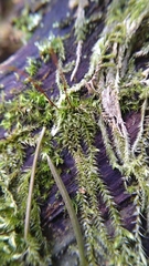 Bryophyta