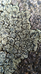 Lecanoromycetes