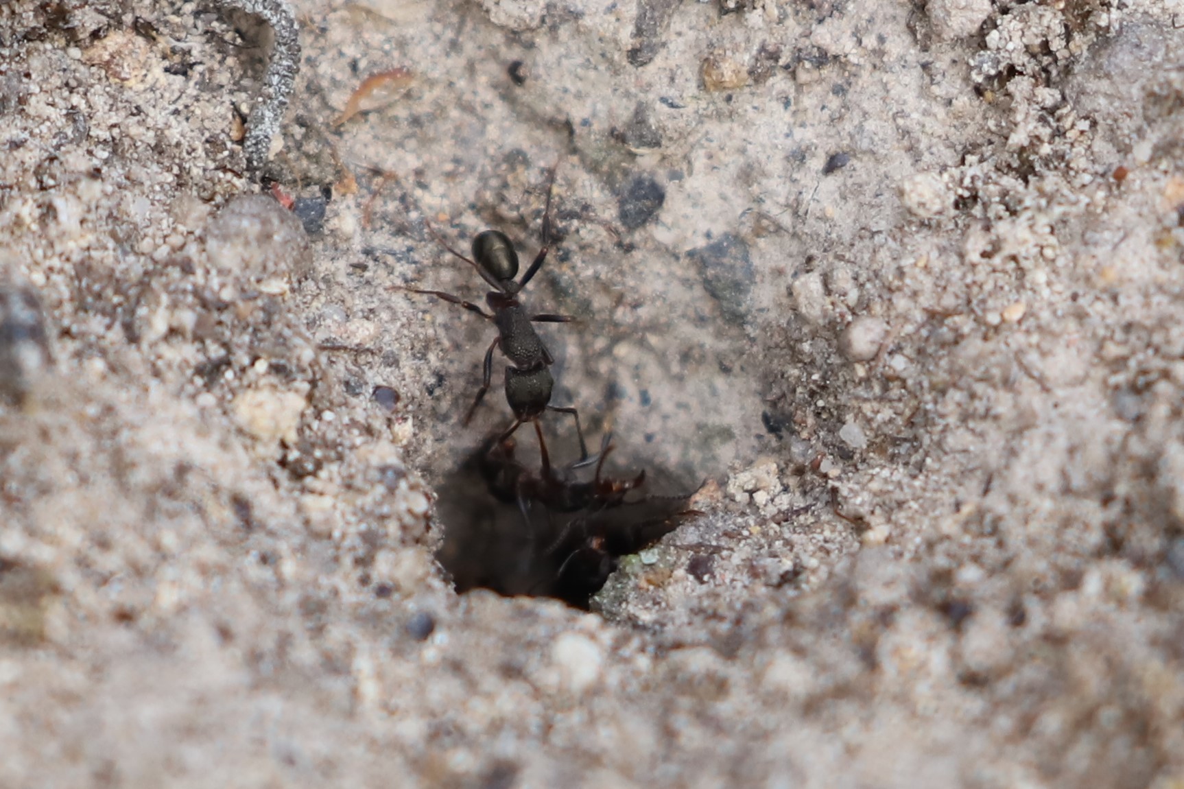 Rhytidoponera