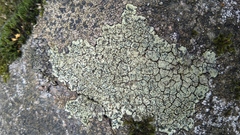 Lecanoromycetes