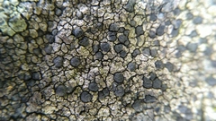 Lecanoromycetes