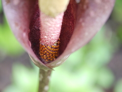 Amorphophallus commutatus