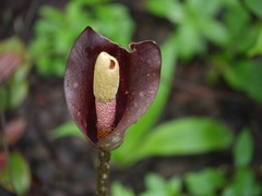 Amorphophallus commutatus