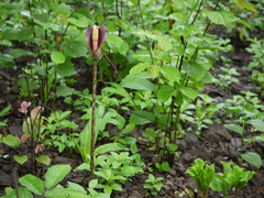 Amorphophallus commutatus
