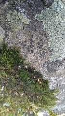 Lecanoromycetes