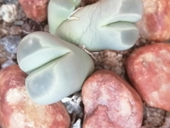 Lithops lesliei
