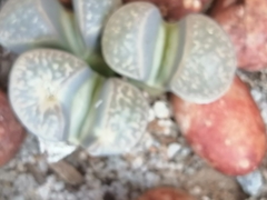 Lithops lesliei