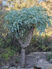 Cussonia paniculata