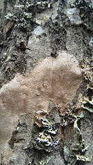 Fungi