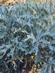 Cussonia paniculata