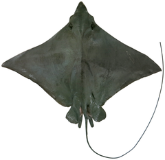 Naru Eagle Ray photo 4