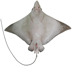 Naru Eagle Ray photo 5