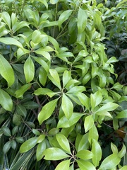 Pieris japonica