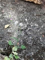 Asteraceae