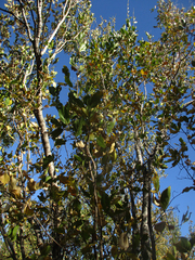Ochna inermis