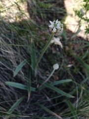 Allium tulipifolium