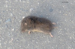 Lasiopodomys mandarinus