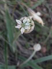 Allium tulipifolium