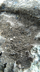Lecanoromycetes