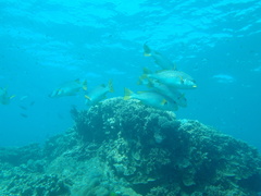 Plectorhinchus lineatus