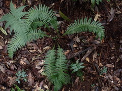 Plagiogyria stenoptera