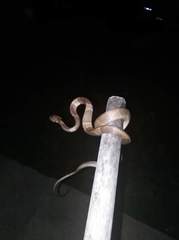 Dipsas sanctijoannis