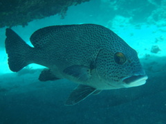 Plectorhinchus pica