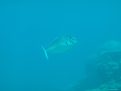 Naso tonganus