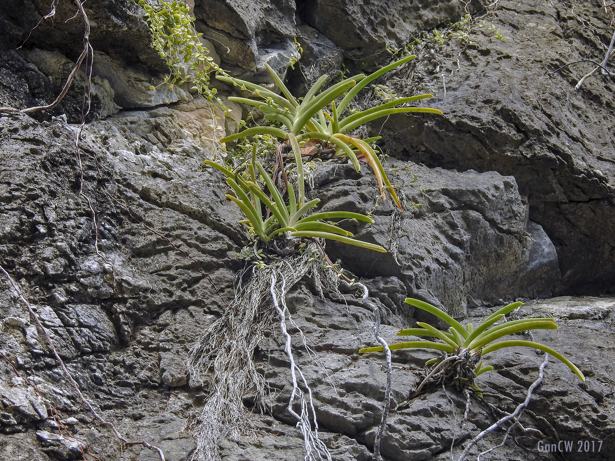 Aerides krabiensis Seidenf.