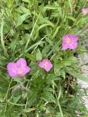 Oenothera rosea