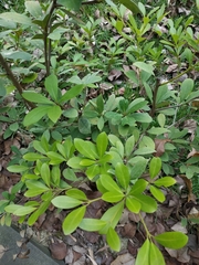 Machilus obovatifolia
