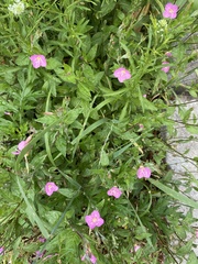 Oenothera rosea