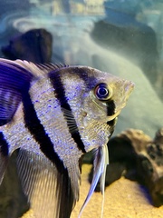 Pterophyllum scalare