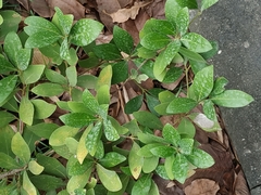Machilus obovatifolia
