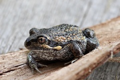 Limnodynastes dumerilii dumerilii