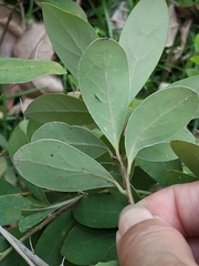 Machilus obovatifolia