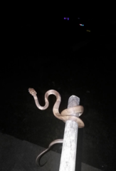 Dipsas sanctijoannis