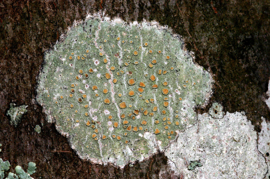 rim lichens, disc lichens, and allies