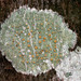 Rim Lichens, Disc Lichens, and Allies - Photo (c) Vitaly Charny, some rights reserved (CC BY-NC), uploaded by Vitaly Charny