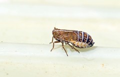 Ribautodelphax albostriata