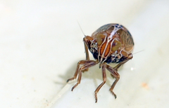 Ribautodelphax albostriata