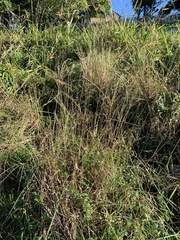 Digitaria eriantha
