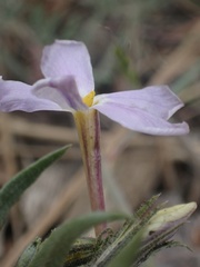 Phlox dolichantha