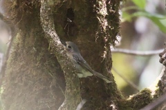 Chasiempis sclateri