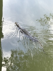 Varanus salvator macromaculatus