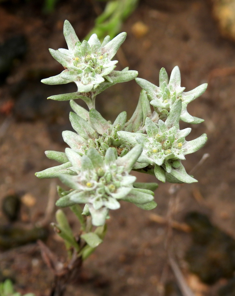 flathead rabbit tobacco