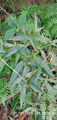 Achyranthes longifolia