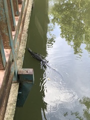 Varanus salvator macromaculatus