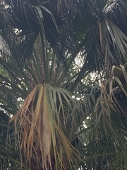 Livistona chinensis